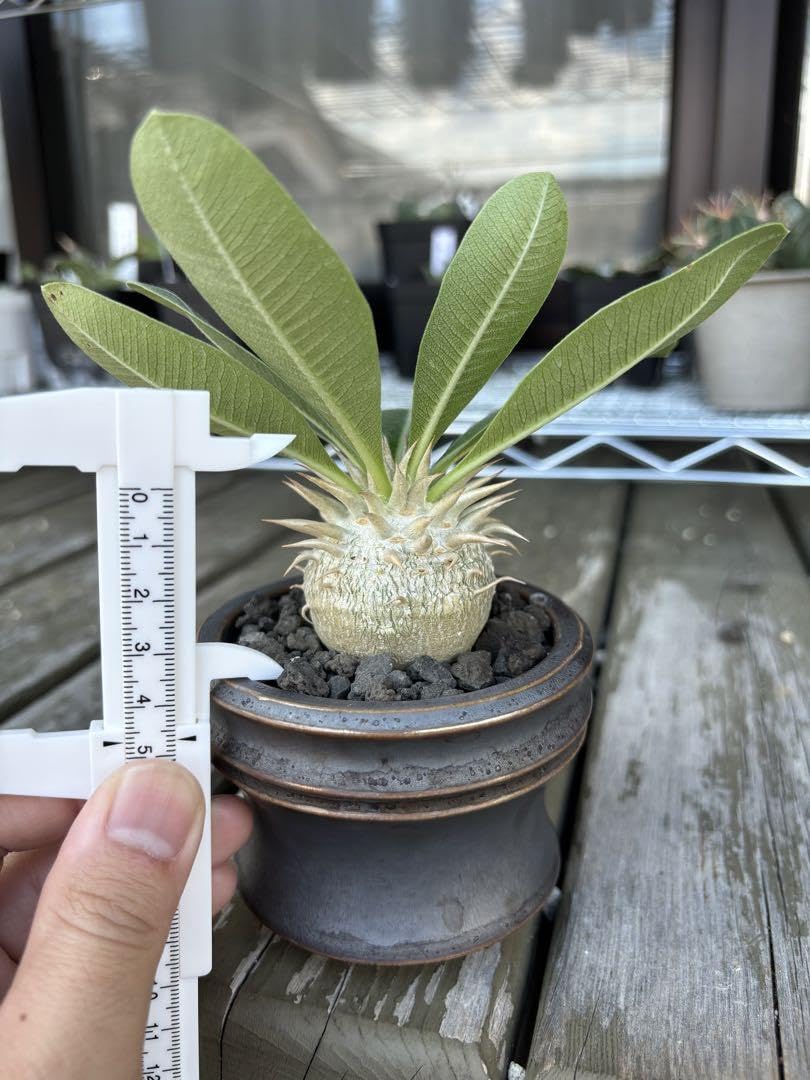 Amazon.co.jp: パキポディウムエブレネウム エブレネウム エブルネウム